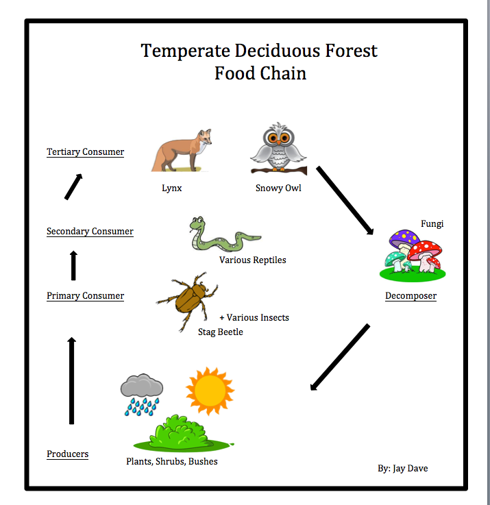 Food Chains Food Webs Exploringthe Temperatewoodland - vrogue.co